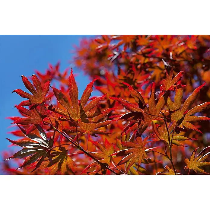Pflanzen für dich Fächerahorn 40-60 cm - Acer palmatum 'Trompenburg' - Leuchtend rote Ahornblätter vor blauem Himmel, Sonnenlicht beleuchtet ihre feinen Adern.