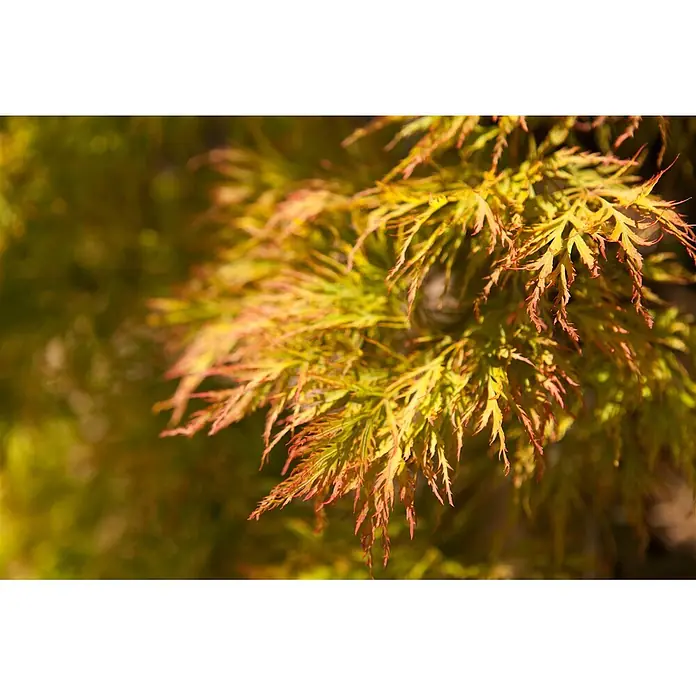 Pflanzen für dich Fächerahorn 30-40 cm - Acer palmatum 'Dissectum' - Zarte, tief gelappte Blätter in leuchtendem Grün und Gelb, mit rötlich-orangen Rändern.