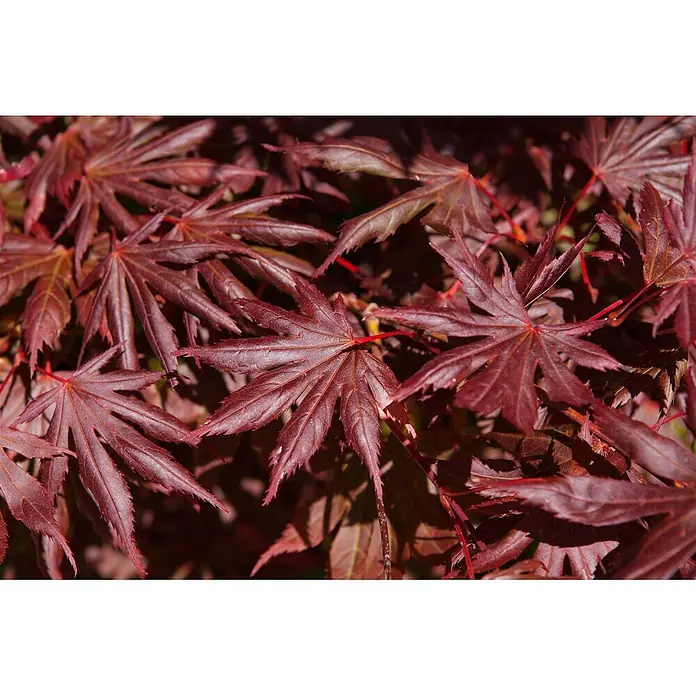 Pflanzen für dich Fächerahorn 40-60 cm - Acer palmatum 'Trompenburg' - Leuchtend tiefrote Ahornblätter mit sichtbaren Adern und gezackten Rändern, überlappend.