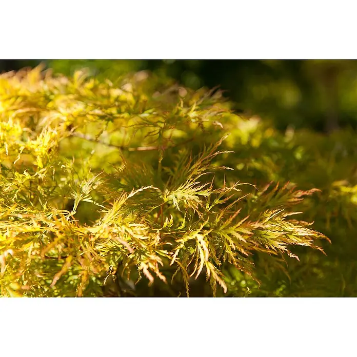 Pflanzen für dich Fächerahorn 30-40 cm - Acer palmatum 'Dissectum' - Nahaufnahme von leuchtend gelb-grünen, gefiederten Blättern einer Zierpflanze, möglicherweise eines Fächerahorns.