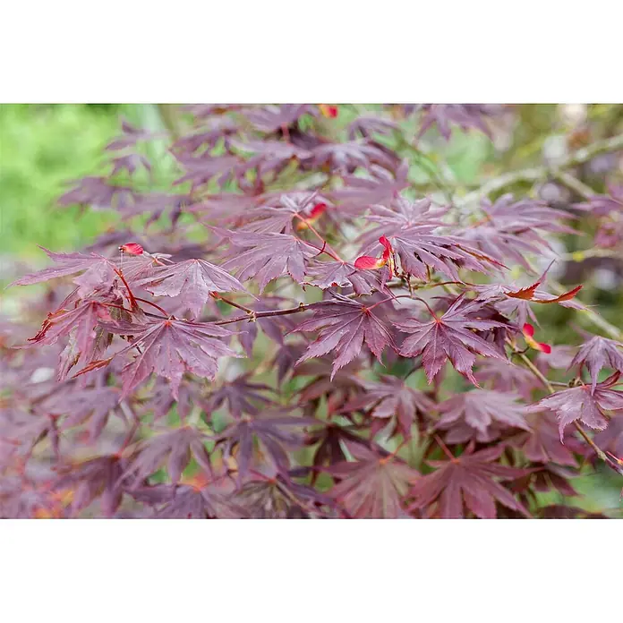 Pflanzen für dich Fächerahorn 40-60 cm - Acer palmatum 'Trompenburg' - Tiefrote, gelappte Ahornblätter an einem Ast, mit kleinen roten Samenflügeln.