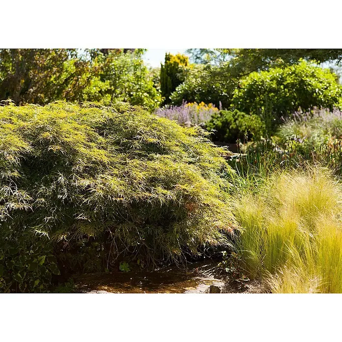 Pflanzen für dich Fächerahorn 30-40 cm - Acer palmatum 'Dissectum' - Üppige Gartenszene mit einem leuchtend grünen, feinblättrigen Strauch im Vordergrund, daneben zarte Gräser, Wasser und weitere Pflanzen.