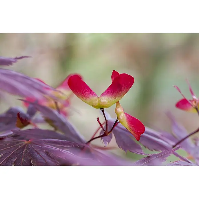 Pflanzen für dich Fächerahorn 40-60 cm - Acer palmatum 'Trompenburg' - Nahaufnahme leuchtend roter und gelber Ahornsamen (Samaras) inmitten dunkelvioletter Blätter.