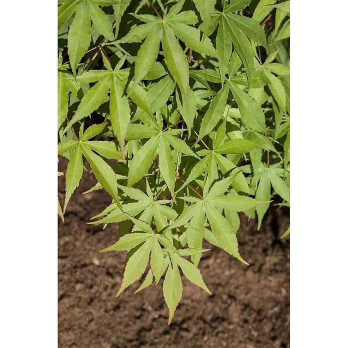 Pflanzen für dich Fächerahorn 40-60 cm - Acer palmatum 'Osakazuki' - Helle grüne, sternförmige Blätter einer Pflanze vor braunem Boden.
