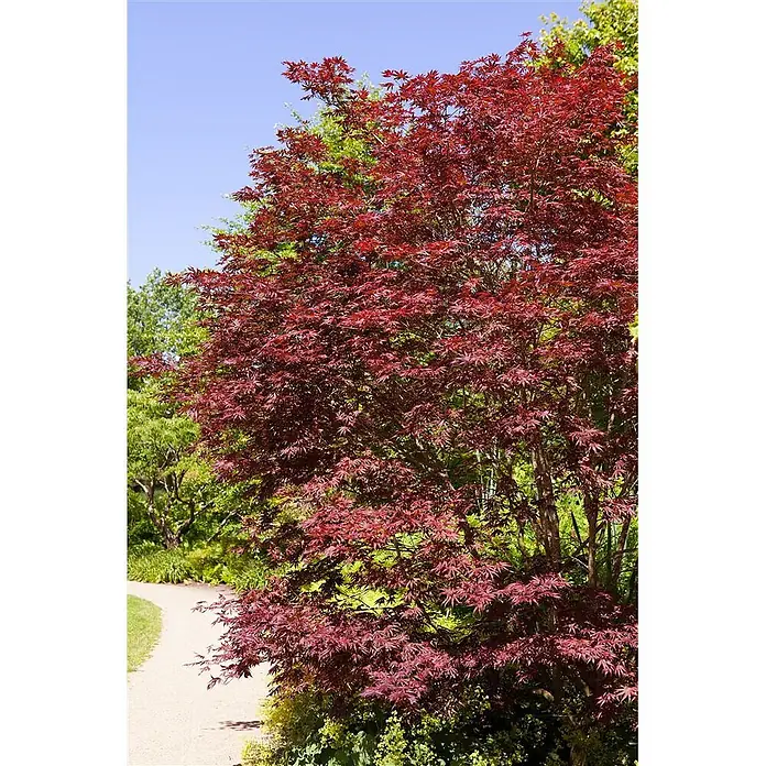 Pflanzen für dich Fächerahorn 40-60 cm - Acer palmatum 'Trompenburg' - Ein leuchtend roter Japanischer Ahornbaum steht neben einem Gartenweg und zeigt seine detaillierten Blätter.