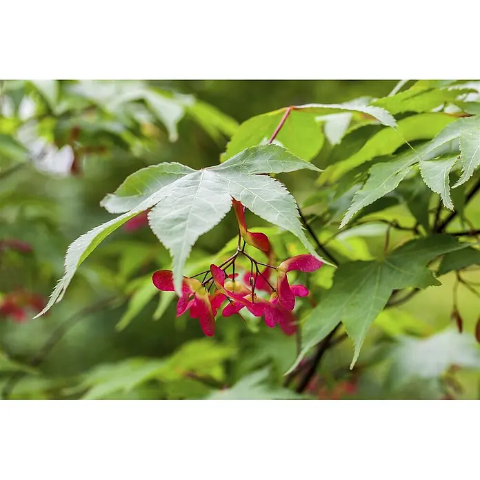 Pflanzen für dich Fächerahorn 40-60 cm - Acer palmatum 'Osakazuki' - Grüne Ahornblätter mit leuchtend roten hängenden Samaras (Flügelfrüchten).
