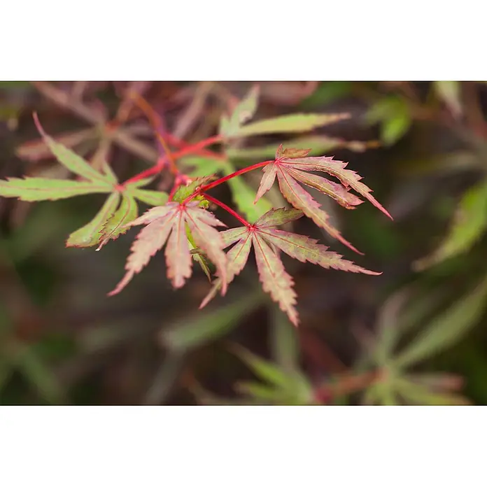 Pflanzen für dich Fächerahorn 60-100 cm - Acer palmatum 'Jerre Schwartz' - Leuchtend grüne und rote japanische Ahornblätter mit roten Stielen und gezackten Rändern.