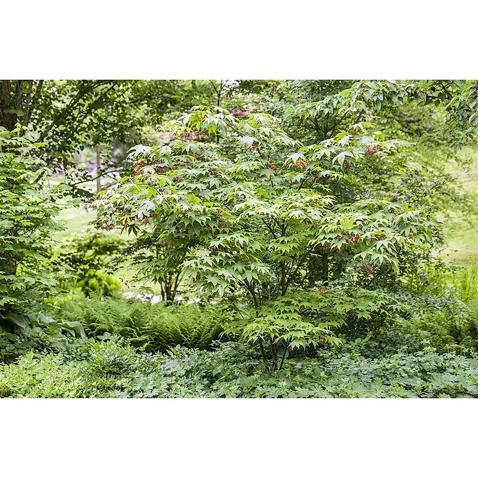 Pflanzen für dich Fächerahorn 40-60 cm - Acer palmatum 'Osakazuki' - Ein leuchtend grüner japanischer Ahornbaum mit charakteristischen gelappten Blättern und rötlichen Samara steht in einem üppigen Garten.