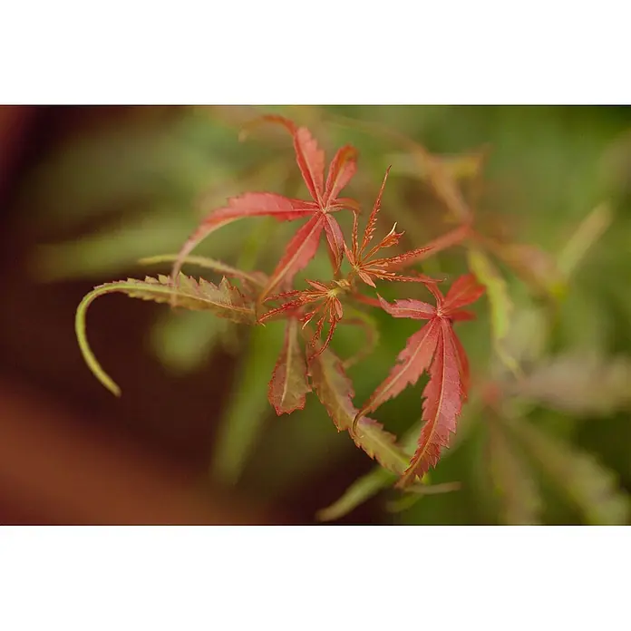 Pflanzen für dich Fächerahorn 60-100 cm - Acer palmatum 'Jerre Schwartz' - Lebendige rot-grüne Pflanzenblätter mit gezackten Rändern an einem jungen Zweig.