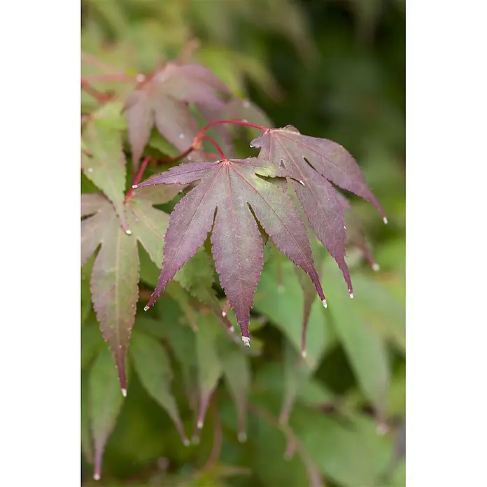 Pflanzen für dich Fächerahorn 40-60 cm - Acer palmatum 'Osakazuki' - Lebendige rot-violette und grüne Ahornblätter an einem Ast.