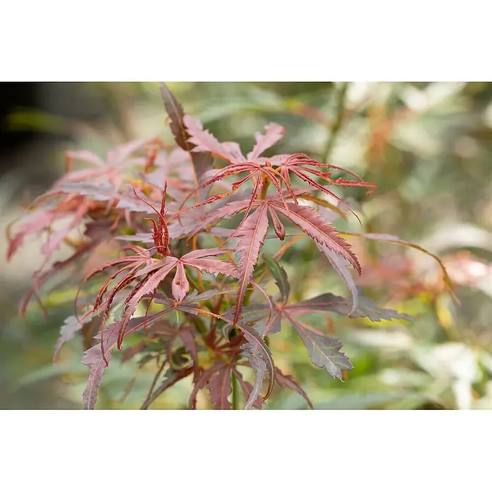 Pflanzen für dich Fächerahorn 60-100 cm - Acer palmatum 'Jerre Schwartz' - Nahaufnahme eines Fächerahorns mit tiefroten, mehrfach gelappten Blättern.