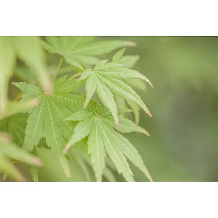 Pflanzen für dich Fächerahorn 40-60 cm - Acer palmatum 'Orange Dream' - Nahaufnahme von leuchtend grünen Ahornblättern mit zarten rötlichen Spitzen an einem Ast.