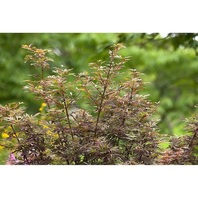 Pflanzen für dich Fächerahorn 60-100 cm - Acer palmatum 'Jerre Schwartz' - Eine kleine, mehrstämmige Pflanze mit sternförmigen, rotbraunen und teilweise grünen Blättern, typisch für einen Fächerahorn.