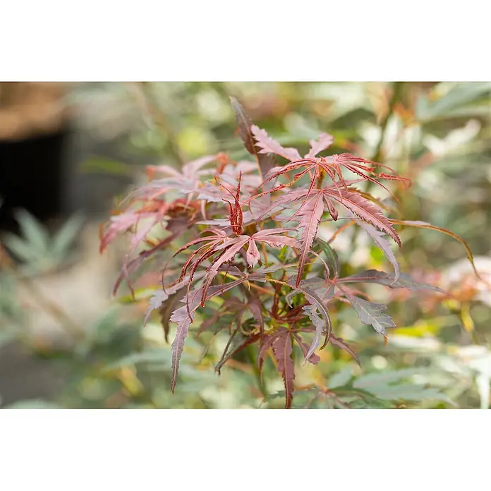 Pflanzen für dich Fächerahorn 60-100 cm - Acer palmatum 'Jerre Schwartz' - Roter japanischer Ahorn mit fein geschnittenen Blättern in natürlicher Umgebung.