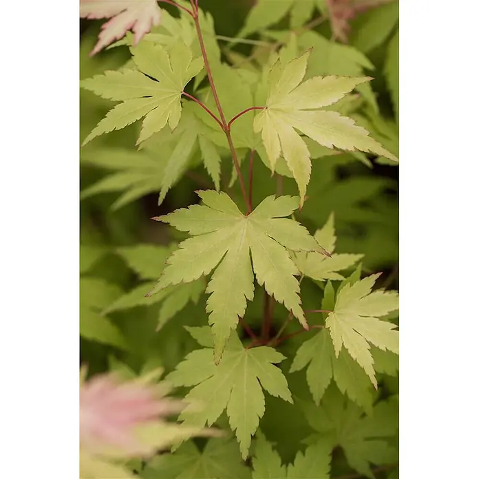 Pflanzen für dich Fächerahorn 40-60 cm - Acer palmatum 'Orange Dream' - Lebhaft grüne Ahornblätter mit handförmiger Gestalt und rötlichen Stielen und Blattspitzen.
