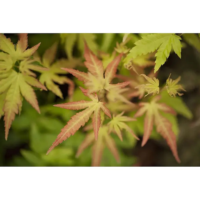 Pflanzen für dich Fächerahorn 40-60 cm - Acer palmatum 'Orange Dream' - Nahaufnahme leuchtend grüner und rötlich-pinker Ahornblätter mit gezackten Rändern.