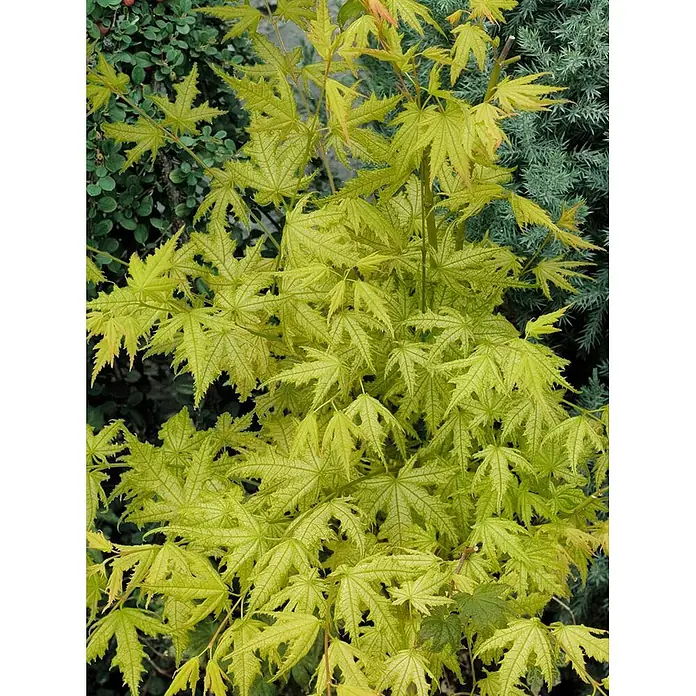 Pflanzen für dich Fächerahorn 125-150 cm - Acer palmatum 'Aka shigitatsu sawa' - Helle gelb-grüne ahornähnliche Blätter mit deutlicher Äderung, Teil einer üppigen Gartenpflanze.