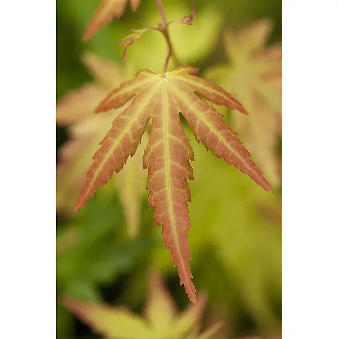 Pflanzen für dich Fächerahorn 40-60 cm - Acer palmatum 'Orange Dream' - Rot-orange japanische Ahornblatt mit deutlichen gelb-grünen Adern und gezackten Rändern.