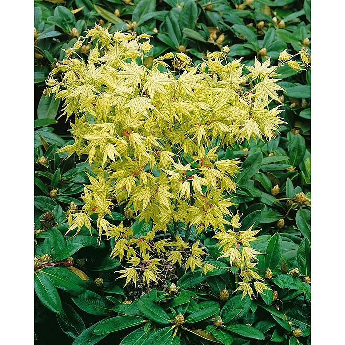 Pflanzen für dich Fächerahorn 125-150 cm - Acer palmatum 'Reticulatum' - Kompakter Fächerahorn mit leuchtend gelb-grünen, sternförmigen Blättern und roten Stielen, umgeben von dunkelgrünem Laub.