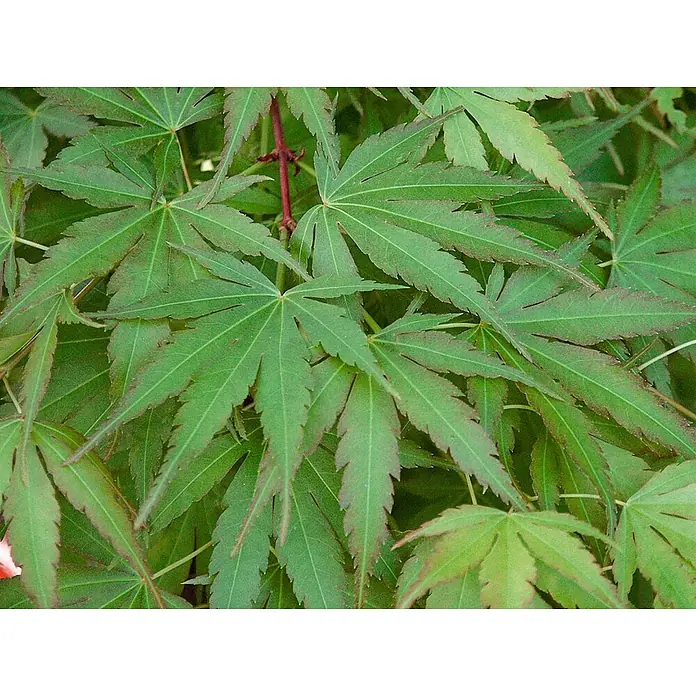Pflanzen für dich Fächerahorn Fächerahorn - Acer palmatum 'Arakawa' - Nahaufnahme von leuchtend grünen, tief gelappten Blättern mit leicht rötlichen Rändern, typisch für einen Fächerahorn.