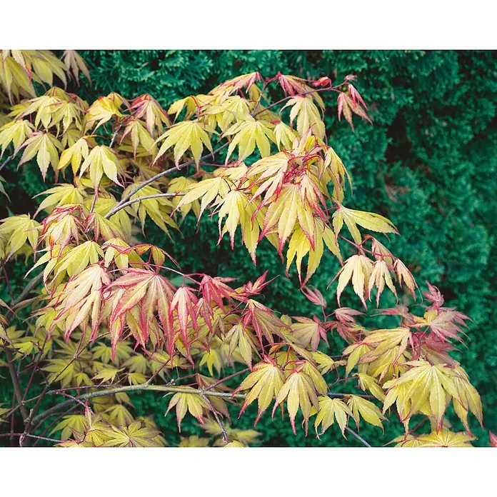 Pflanzen für dich Fächerahorn 125-150 cm - Acer palmatum 'Aka shigitatsu sawa' - Hell gelb-grüne japanische Ahornblätter mit rot-rosa Rändern und Spitzen.