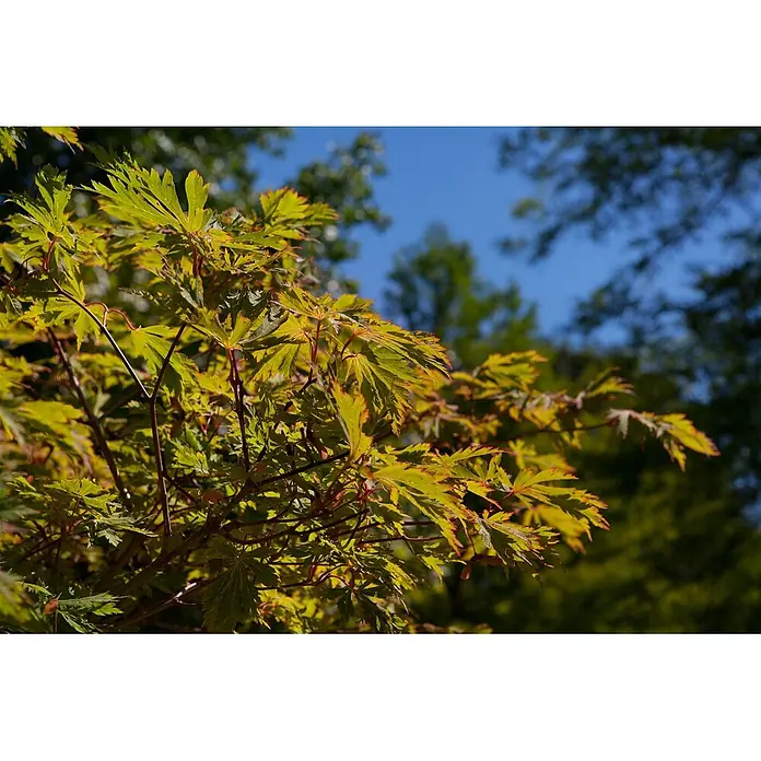 Pflanzen für dich Fächerahorn 60-80 cm - Acer japonicum 'Aconitifolium' - Hellgrüne Ahornblätter mit rötlichen Rändern an Zweigen, vor blauem Himmel und unscharfem Grün.