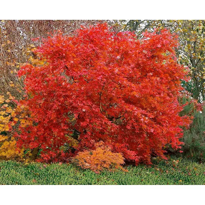Pflanzen für dich Fächerahorn 125-150 cm - Acer palmatum 'Aka shigitatsu sawa' - Leuchtend roter Japanischer Ahornbaum im Herbstlaub, umgeben von anderen Herbstbäumen und grünem Bodendecker.