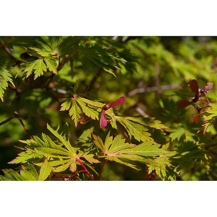Pflanzen für dich Fächerahorn 60-80 cm - Acer japonicum 'Aconitifolium' - Grüne Ahornblätter mit rotbraunen geflügelten Samen (Samara) an einem Zweig.