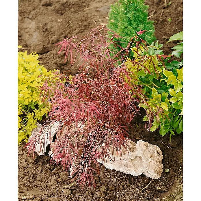 Pflanzen für dich Fächerahorn Fächerahorn - Acer palmatum 'Red Pygmy' - Leuchtend roter Fächerahorn mit geschlitzten Blättern, in Gartenerde neben Pflanzen und einem Stein.