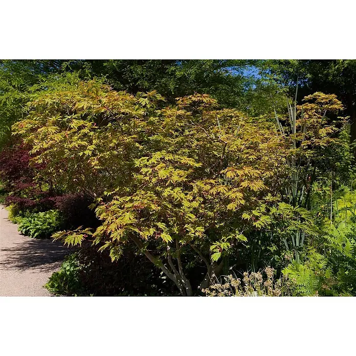 Pflanzen für dich Fächerahorn 60-80 cm - Acer japonicum 'Aconitifolium' - Lebendiger hellgrüner japanischer Ahornbaum mit rötlichen Stielen in einer üppigen Gartenumgebung, neben einem gewundenen Weg.