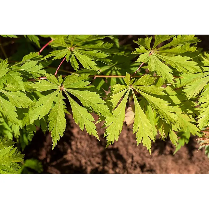 Pflanzen für dich Fächerahorn 60-80 cm - Acer japonicum 'Aconitifolium' - Leuchtend hellgrüne, sternförmige Blätter mit gezackten Rändern auf einem unscharfen braunen Erdboden.