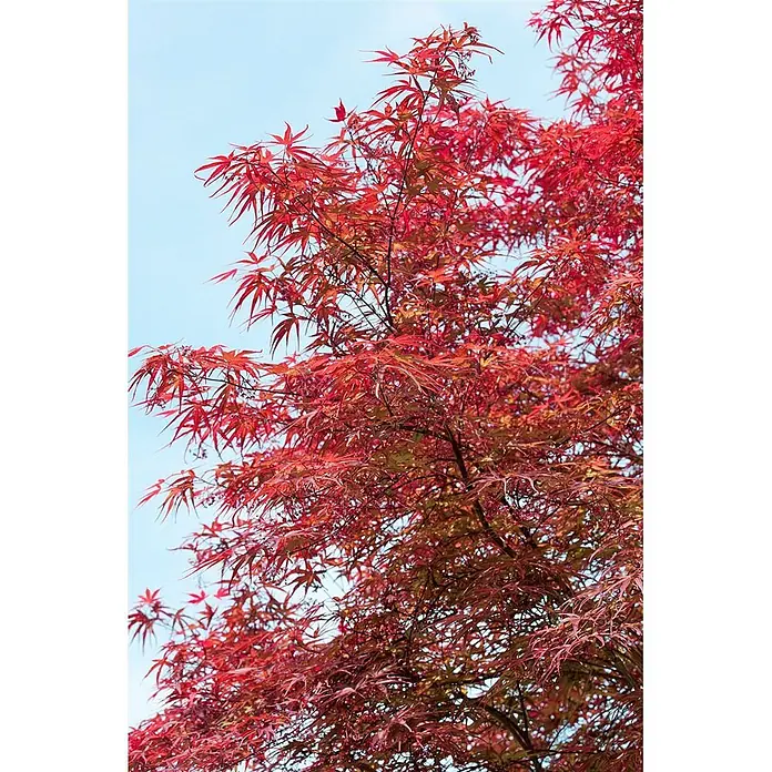 Pflanzen für dich Fächerahorn Fächerahorn - Acer palmatum 'Red Pygmy' - Leuchtend rote Blätter eines japanischen Ahornbaums vor klarem blauem Himmel.