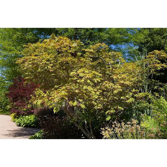 Pflanzen für dich Fächerahorn 60-80 cm - Acer japonicum 'Aconitifolium' - Ein leuchtend hellgrüner japanischer Ahornbaum mit rötlichen Tönen steht prominent in einem üppigen Garten neben einem gewundenen Weg, umgeben von anderen Pflanzen.