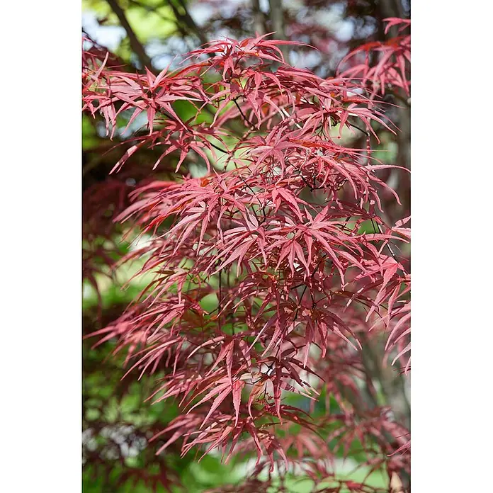 Pflanzen für dich Fächerahorn Fächerahorn - Acer palmatum 'Red Pygmy' - Üppiger Zweig eines japanischen Ahorns mit leuchtend roten, tief gelappten Blättern.