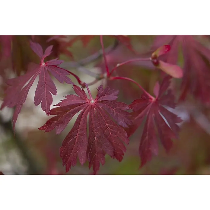 Pflanzen für dich Fächerahorn 60-80 cm - Acer japonicum 'Aconitifolium' - Nahaufnahme von leuchtend roten, tief gelappten Ahornblättern an einem Ast vor verschwommenem Hintergrund.