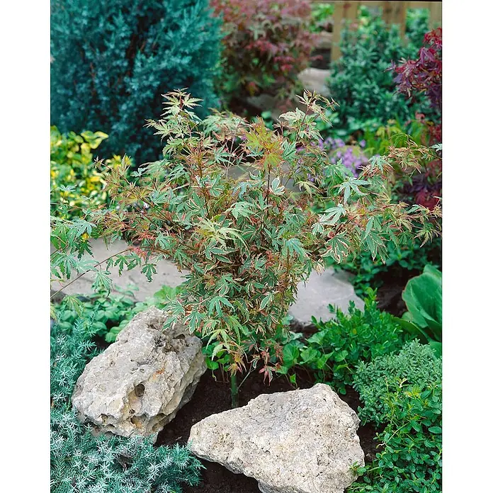 Pflanzen für dich Fächerahorn 150-175 cm - Acer palmatum 'Benihichi-henge' - Kleiner Fächerahorn mit grün-rot panaschierten Blättern, im Gartenbeet zwischen Pflanzen und Steinen.