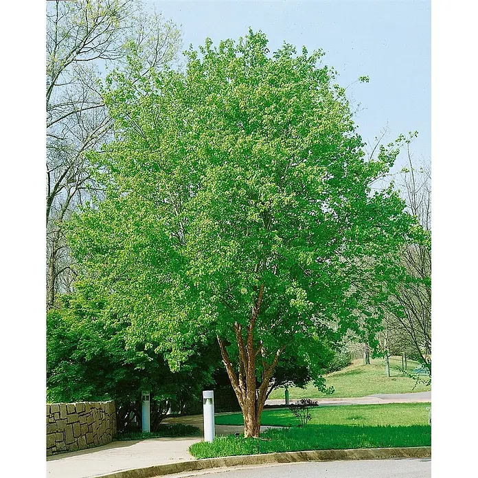 Pflanzen für dich Fächerahorn 60-80 cm - Acer buergerianum - Ein reifer Baum mit hellgrünen Blättern und einem mehrstämmigen braunen Stamm steht an einem Bürgersteig und Rasen.