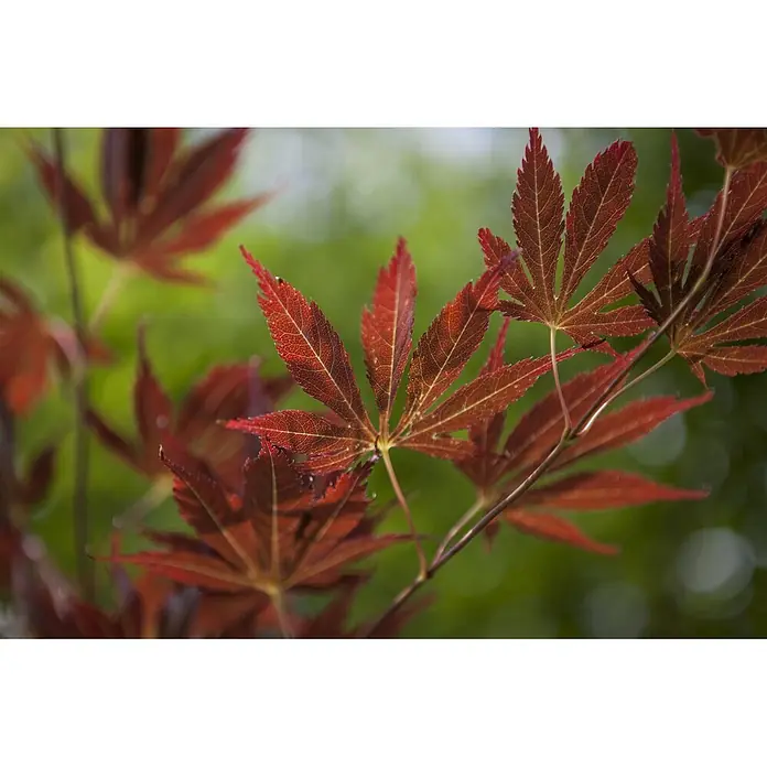 Pflanzen für dich Fächerahorn 40-60 cm - Acer palmatum - Rote Ahornblätter an einem Ast, einige scharf mit feinen Adern, andere sanft verschwommen.