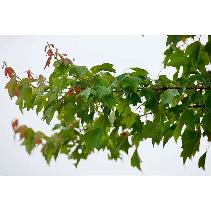 Pflanzen für dich Fächerahorn 60-80 cm - Acer buergerianum - Satte grüne Blätter und einige neue rötliche Triebe an Ästen.