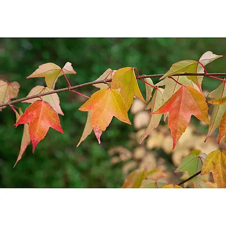 Pflanzen für dich  Fächerahorn 60-80 cm