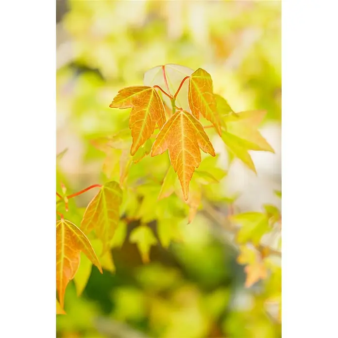 Pflanzen für dich Fächerahorn 60-80 cm - Acer buergerianum - Junge Blätter in leuchtendem Orange und Grün mit deutlichen Blattadern, frisch und farbenprächtig.