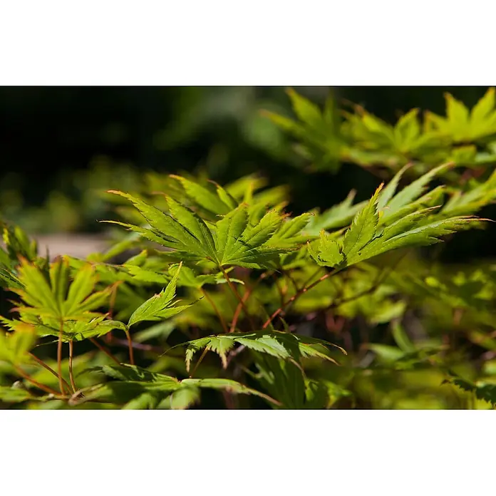 Pflanzen für dich Fächerahorn 40-60 cm - Acer palmatum - Helle, tief gelappte grüne Ahornblätter mit rötlichen Akzenten an Spitzen und Stielen.