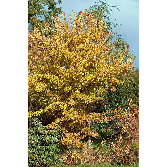 Pflanzen für dich Fächerahorn 60-80 cm - Acer buergerianum - Baum mit leuchtend gelben und einigen roten Herbstblättern, inmitten grüner Vegetation unter blauem Himmel.