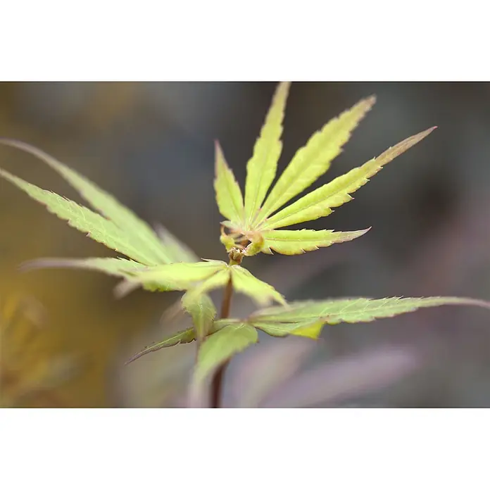 Pflanzen für dich Fächerahorn 40-60 cm - Acer palmatum - Nahaufnahme einer jungen Pflanze mit leuchtend grünen, tief gelappten Blättern und rötlichen Spitzen.