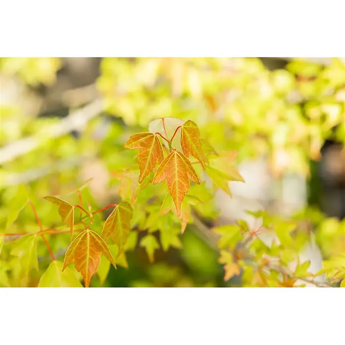 Pflanzen für dich Fächerahorn 60-80 cm - Acer buergerianum - Junge ahornähnliche Blätter in leuchtendem Orangerot und Grün an einem Ast.