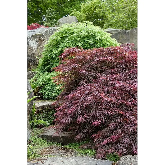 Pflanzen für dich Fächerahorn 60-80 cm - Acer palmatum 'Firecracker' - Zwei japanische Ahornbäume, ein leuchtend grüner und ein tiefroter, die über Felsen und Steinstufen in einem Garten kaskadieren.