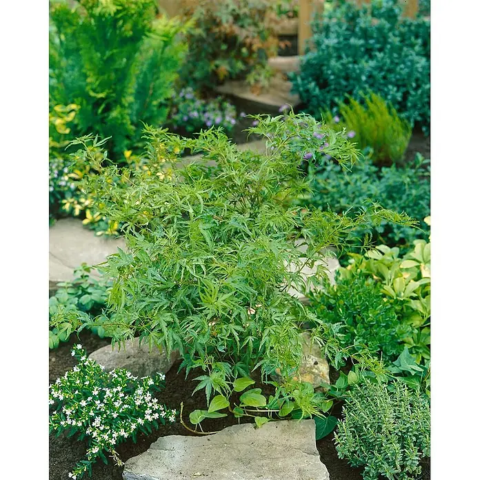 Pflanzen für dich Fächerahorn 125-150 cm - Acer palmatum 'Kamagata' - Grünblättriger Fächerahorn mit fein geschnittenen Blättern in einem Gartenbeet zwischen anderen Pflanzen und Steinplatten.
