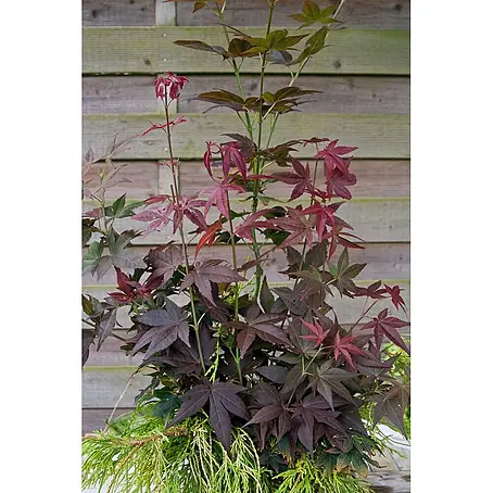 Pflanzen für dich  Fächerahorn 30-40 cm