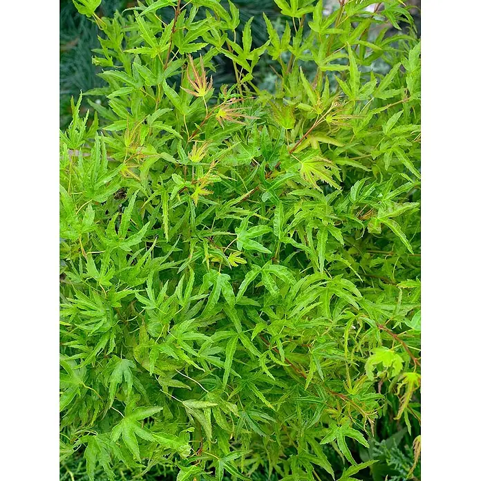 Pflanzen für dich Fächerahorn 125-150 cm - Acer palmatum 'Kamagata' - Nahaufnahme von leuchtend grünen, sternförmigen Blättern, teils mit rötlichem Neuaustrieb, an einer Pflanze.