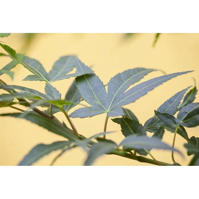 Pflanzen für dich Fächerahorn 30-40 cm - Acer palmatum 'Mikawa yatsubusa' - Nahaufnahme grüner, sternförmiger Blätter mit sichtbaren Adern an einem Ast, vor einem weichen gelben Hintergrund.